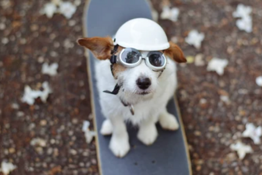 Protective Helmet for Dogs